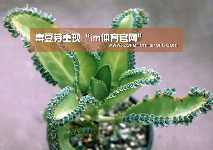 毒豆芽重现“im体育官网”(图2) IM官网